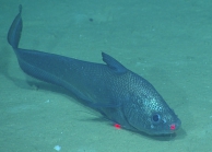Coryphaenoides mediterraneus, 2140 m Gulf of Mexico

Image courtesy of the NOAA Office of Ocean Exploration and Research, Gulf of Mexico 2017. Identification from photograph by T. Iwamoto.