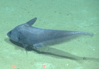 Coryphaenoides mediterraneus, 2145 m Gulf of Mexico

Image courtesy of the NOAA Office of Ocean Exploration and Research, Gulf of Mexico 2017. Identification from photograph by T. Iwamoto.