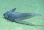 Coryphaenoides mediterraneus, 2145 m Gulf of Mexico

Image courtesy of the NOAA Office of Ocean Exploration and Research, Gulf of Mexico 2017. Identification from photograph by T. Iwamoto.