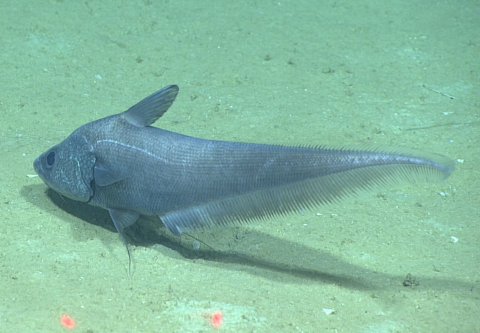 Coryphaenoides mediterraneus