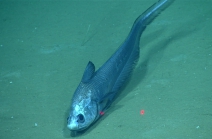 Coryphaenoides mediterraneus, 2163 m Gulf of Mexico

Image courtesy of the NOAA Office of Ocean Exploration and Research, Gulf of Mexico 2017. Identification from photograph by T. Iwamoto.