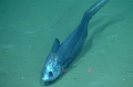 Coryphaenoides mediterraneus, 2163 m Gulf of Mexico

Image courtesy of the NOAA Office of Ocean Exploration and Research, Gulf of Mexico 2017. Identification from photograph by T. Iwamoto.