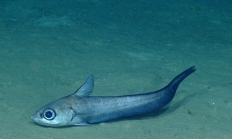 Coryphaenoides mexicanus, 1047 m Gulf of Mexico

Image courtesy of the NOAA Office of Ocean Exploration and Research, Gulf of Mexico 2017. Identification from photograph by T. Iwamoto.