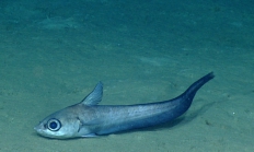 Coryphaenoides mexicanus, 1047 m Gulf of Mexico

Image courtesy of the NOAA Office of Ocean Exploration and Research, Gulf of Mexico 2017. Identification from photograph by T. Iwamoto.