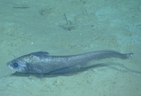 Coryphaenoides mexicanus, 1052 m Gulf of Mexico

Image courtesy of the NOAA Office of Ocean Exploration and Research, Gulf of Mexico 2017. Identification from photograph by T. Iwamoto.