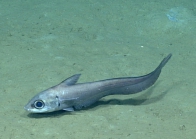 Coryphaenoides mexicanus, 1055 m Gulf of Mexico

Image courtesy of the NOAA Office of Ocean Exploration and Research, Gulf of Mexico 2017. Identification from photograph by T. Iwamoto.