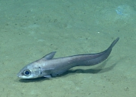 Coryphaenoides mexicanus, 1055 m Gulf of Mexico

Image courtesy of the NOAA Office of Ocean Exploration and Research, Gulf of Mexico 2017. Identification from photograph by T. Iwamoto.