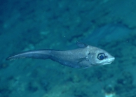 Coryphaenoides mexicanus, 1135 m Gulf of Mexico

Image courtesy of the NOAA Office of Ocean Exploration and Research, Gulf of Mexico 2017. Identification from photograph by T. Iwamoto.