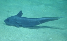 Coryphaenoides rudis, 2151 mGulf of Mexico

Image courtesy of the NOAA Office of Ocean Exploration and Research, Gulf of Mexico 2017. Identification from photograph by T. Iwamoto.