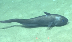 Coryphaenoides rudis, 2152 mGulf of Mexico

Image courtesy of the NOAA Office of Ocean Exploration and Research, Gulf of Mexico 2017. Identification from photograph by T. Iwamoto.