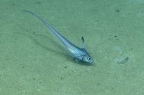 Nezumia aequalis, 575 m Gulf of Mexico

Image courtesy of the NOAA Office of Ocean Exploration and Research, Gulf of Mexico 2017. Identification from photograph by T. Iwamoto.