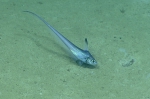 Nezumia aequalis, 575 m Gulf of Mexico

Image courtesy of the NOAA Office of Ocean Exploration and Research, Gulf of Mexico 2017. Identification from photograph by T. Iwamoto.