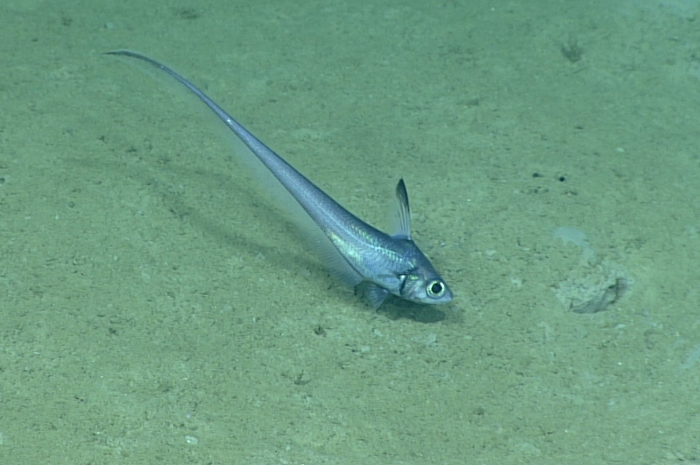 Nezumia aequalis Nezumia aequalis