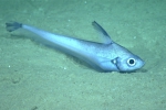 Nezumia aequalis, 799 m Gulf of Mexico

Image courtesy of the NOAA Office of Ocean Exploration and Research, Gulf of Mexico 2017. Identification from photograph by T. Iwamoto.