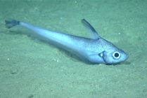 Nezumia aequalis, 799 m Gulf of Mexico

Image courtesy of the NOAA Office of Ocean Exploration and Research, Gulf of Mexico 2017. Identification from photograph by T. Iwamoto.