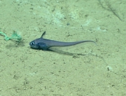 Nezumia aequalis, 1165 m Gulf of Mexico

Image courtesy of the NOAA Office of Ocean Exploration and Research, Gulf of Mexico 2017. Identification from photograph by T. Iwamoto.