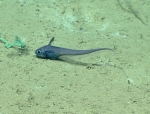 Nezumia aequalis, 1165 m Gulf of Mexico

Image courtesy of the NOAA Office of Ocean Exploration and Research, Gulf of Mexico 2017. Identification from photograph by T. Iwamoto.