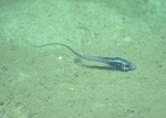 Nezumia cyrano (juvenile), 616 m Gulf of Mexico

Image courtesy of the NOAA Office of Ocean Exploration and Research, Gulf of Mexico 2017. Identification from photograph by T. Iwamoto.