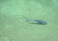 Nezumia cyrano (juvenile), 616 mGulf of Mexico

Image courtesy of the NOAA Office of Ocean Exploration and Research, Gulf of Mexico 2017. Identification from photograph by T. Iwamoto.