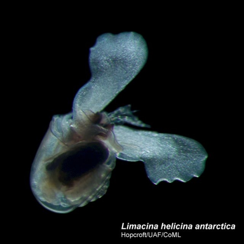 Limacina helicina 