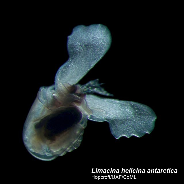 Limacina helicina 