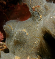 Tunicata (sea squirts)