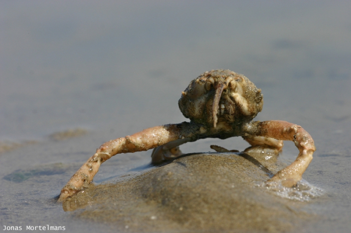 Helmkrab (Corystes cassivelaunus) Helmkrab (Corystes cassivelaunus)
