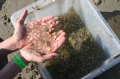 Ctenophora (sea gooseberries)