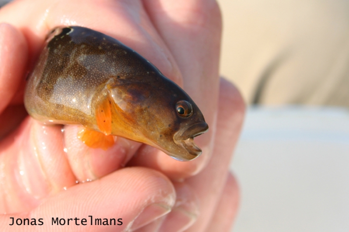 Botervis - Pholis gunnellus Botervis - Pholis gunnellus