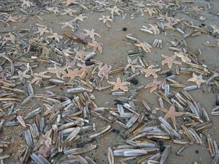 Duizenden dode zeesterren 1 Duizenden dode zeesterren 1