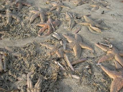 Duizenden dode zeesterren 2 Duizenden dode zeesterren 2