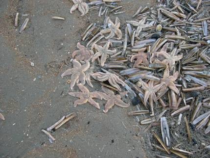 Duizenden dode zeesterren 3 Duizenden dode zeesterren 3