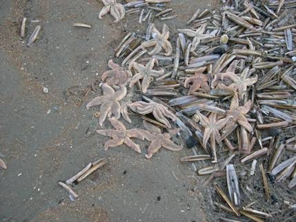 Duizenden dode zeesterren 3