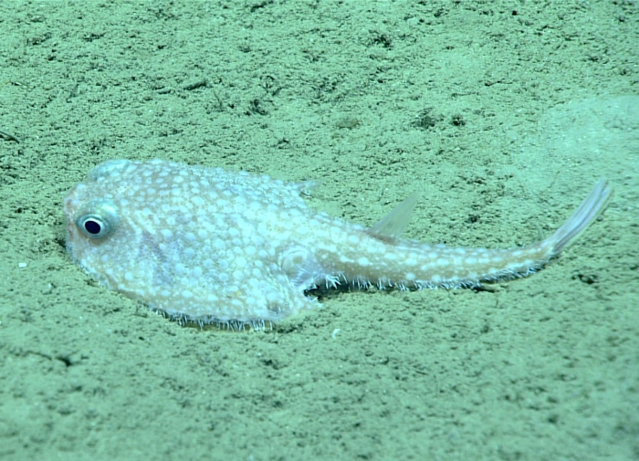Dibranchus atlanticus Dibranchus atlanticus