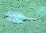 Dibranchus cf. atlanticus, 398 m Gulf of Mexico

Image courtesy of the NOAA Office of Ocean Exploration and Research, Gulf of Mexico 2017. Identification from photograph by J. Caruso.