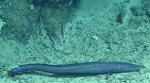 Conger oceanicus, 391 m Gulf of Mexico

Image courtesy of the NOAA Office of Ocean Exploration and Research, Gulf of Mexico 2017. Identification from photograph by D. Smith and A. Quattrini.