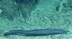 Conger oceanicus, 391 m Gulf of Mexico

Image courtesy of the NOAA Office of Ocean Exploration and Research, Gulf of Mexico 2017. Identification from photograph by D. Smith and A. Quattrini.
