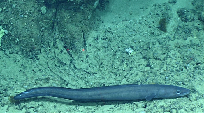 Conger oceanicus Conger oceanicus