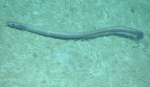 Ilyophis brunneus, 1178 m Gulf of Mexico

Image courtesy of the NOAA Office of Ocean Exploration and Research, Gulf of Mexico 2017. Identification from photograph by K. Sulak and A. Quattrini.