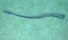Ilyophis brunneus, 1178 mGulf of Mexico

Image courtesy of the NOAA Office of Ocean Exploration and Research, Gulf of Mexico 2017. Identification from photograph by K. Sulak and A. Quattrini.