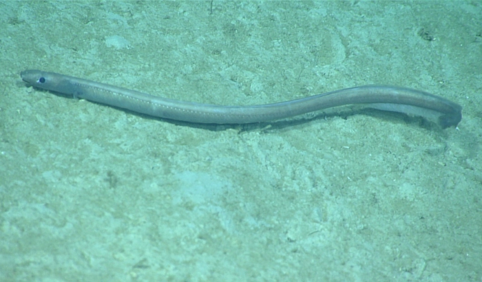 Ilyophis brunneus Ilyophis brunneus