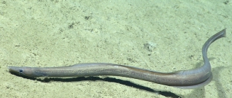 Ilyophis brunneus, 1607 m Gulf of Mexico

Image courtesy of the NOAA Office of Ocean Exploration and Research, Gulf of Mexico 2017. Identification from photograph by K. Sulak and A. Quattrini.