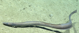 Ilyophis brunneus, 1607 mGulf of Mexico

Image courtesy of the NOAA Office of Ocean Exploration and Research, Gulf of Mexico 2017. Identification from photograph by K. Sulak and A. Quattrini.