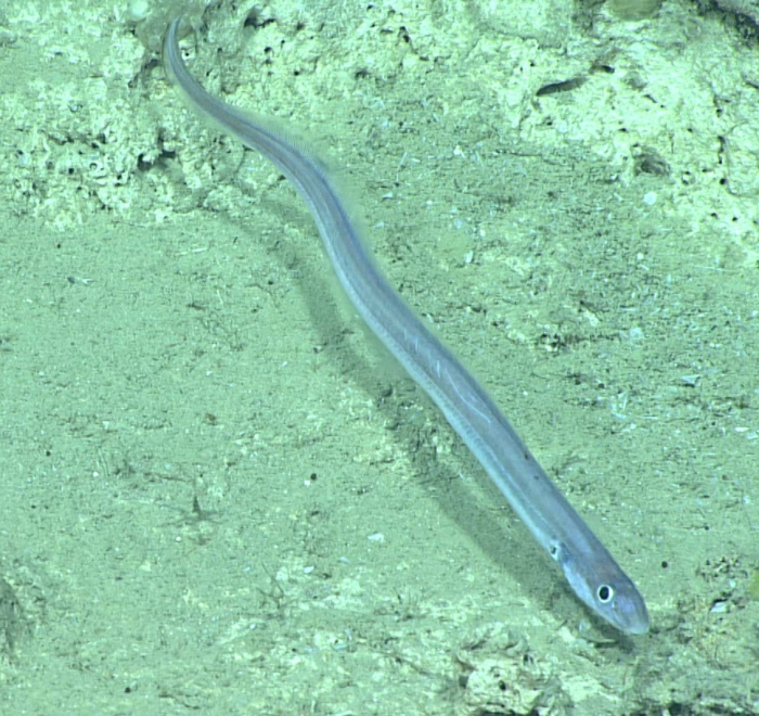 Pseudophichthys splendens Pseudophichthys splendens