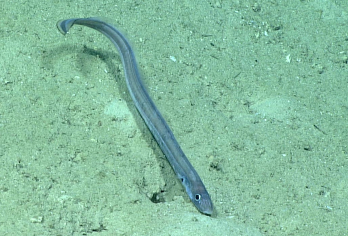 Pseudophichthys splendens Pseudophichthys splendens