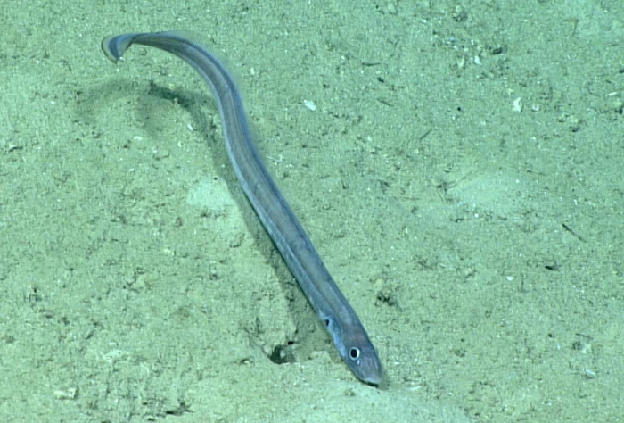 Pseudophichthys splendens