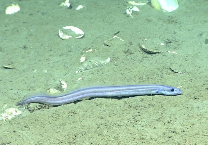Pseudophichthys splendens Pseudophichthys splendens