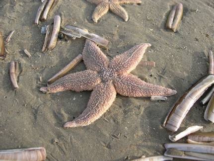 Duizenden dode zeesterren 4