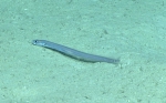 Pseudophichthys splendens, 816 m Gulf of Mexico

Image courtesy of the NOAA Office of Ocean Exploration and Research, Gulf of Mexico 2017. Identification from photograph by D. Smith.