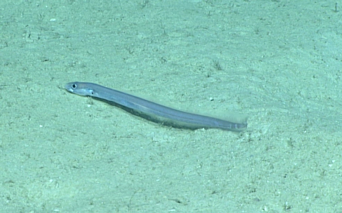 Pseudophichthys splendens Pseudophichthys splendens